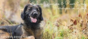rabies vaccine and rear end paralysis in dogs