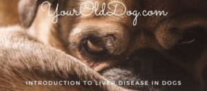 introduction to liver disease in dogs
