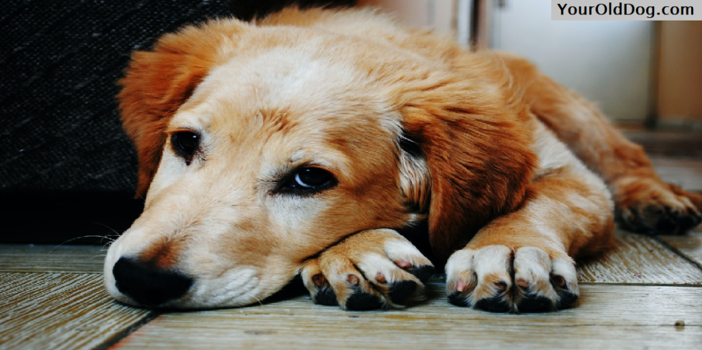 Arthritis Affecting Dogs