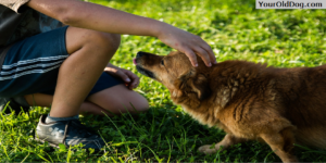 Getting Older with Your Dog
