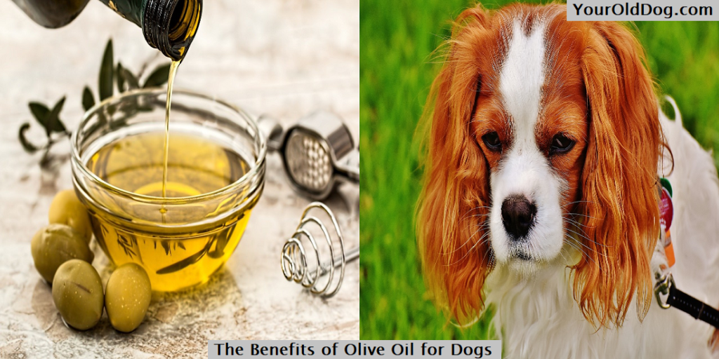 Olive oil for dogs