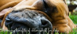 the health benefits of chlorophyll for dogs
