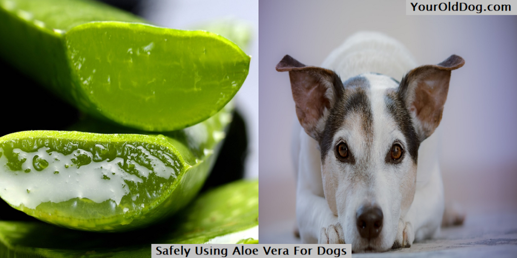 Safely Using Aloe Vera For Dogs