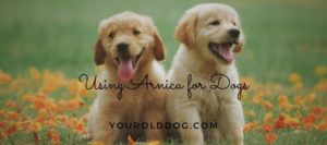 using arnica for dogs