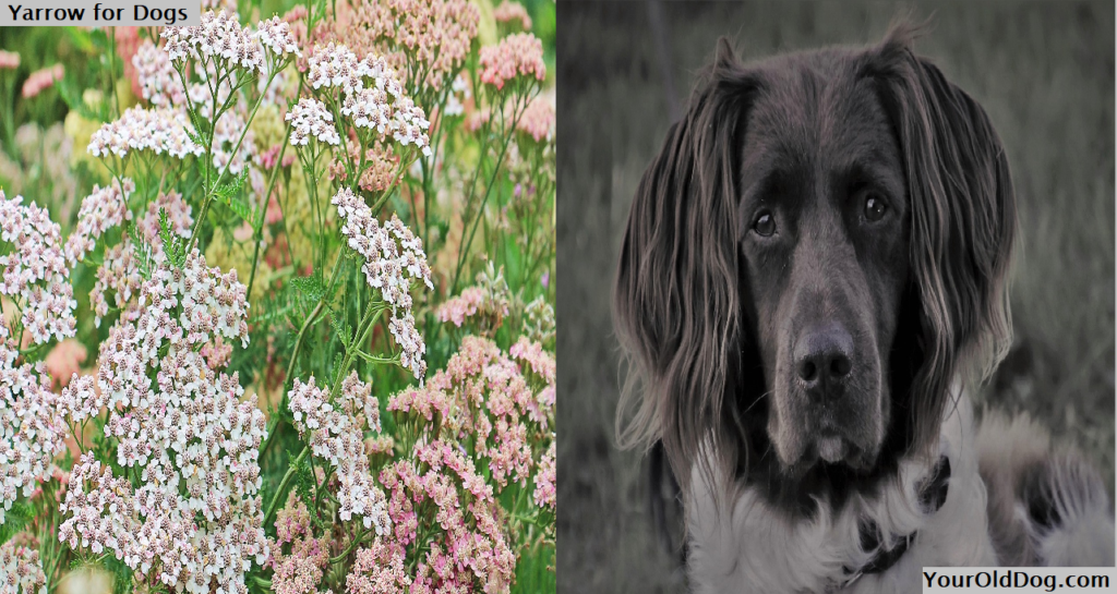 Yarrow for Dogs