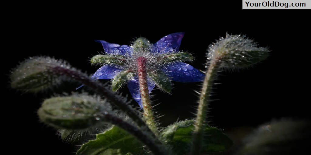 Borage for dogs