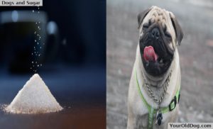 Dog and sugar