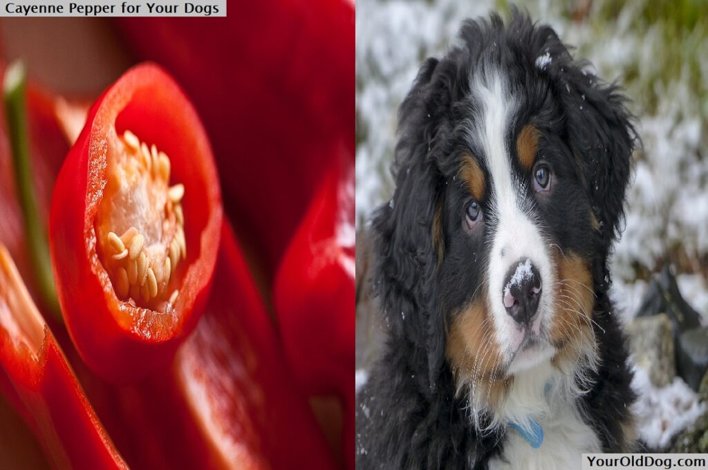 Cayenne pepper for dog