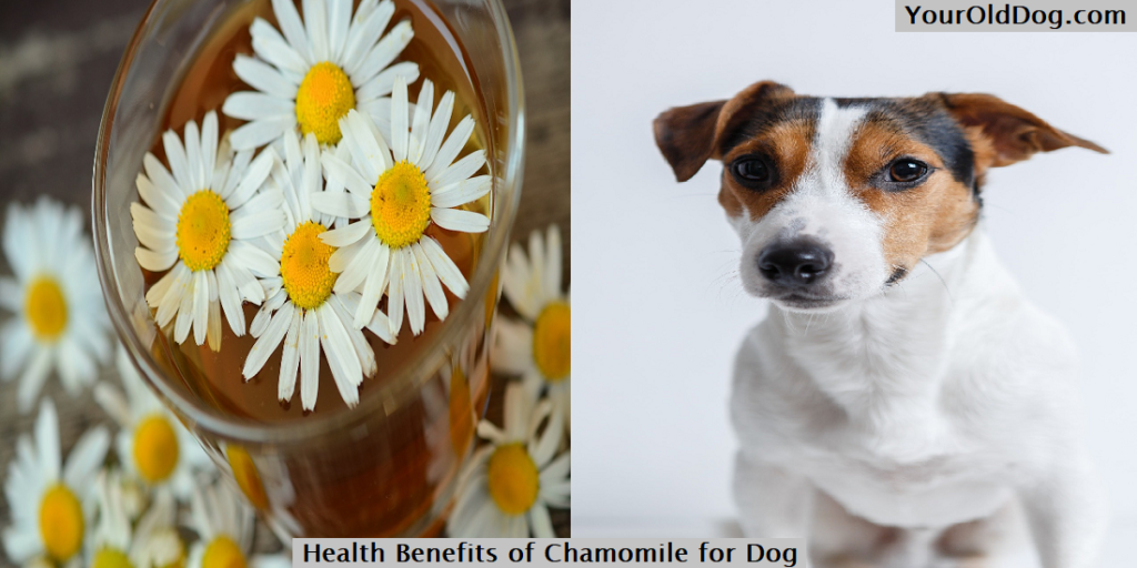 Chamomile for dogs