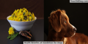 Health Benefits of Dandelion for Dogs