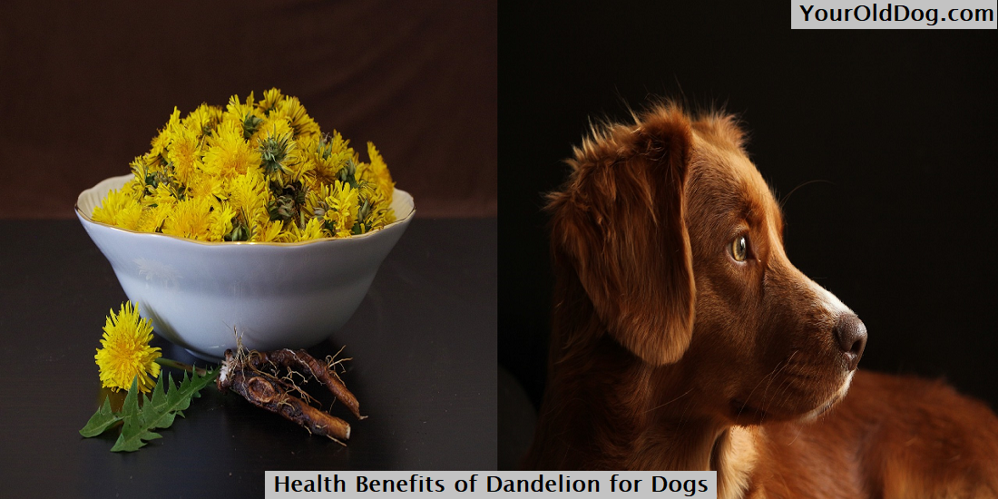 is dandelion root safe for dogs
