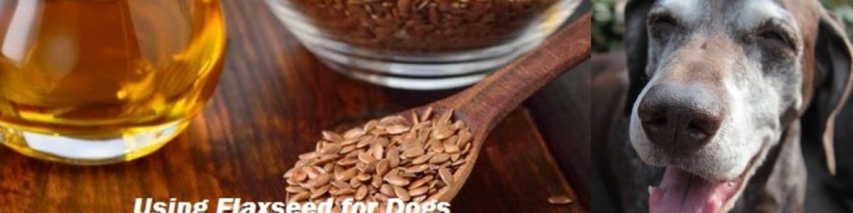 Health Benefits Of Flaxseed For Dogs And How To Use Safely