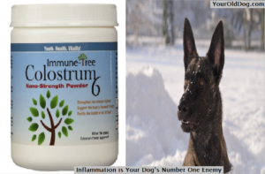 Inflammation for Dog