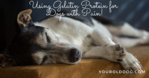 gelatin protein for dogs with pain