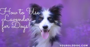 how to use lavender for dogs