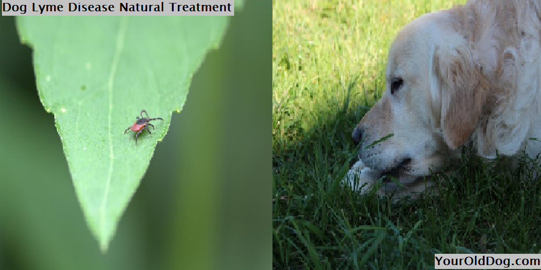 home remedies for lyme disease in dogs