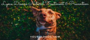 lyme disease natural cure dogs