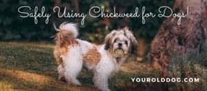 using chickweed for dogs
