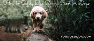 how to use gravel root for dogs