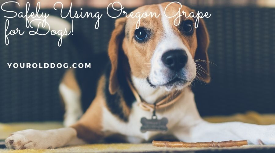 how to use oregon grape for dogs