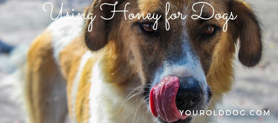 how to use honey for dogs