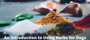 how to safely use herbs for dogs