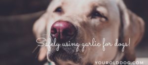 safely using garlic for dogs