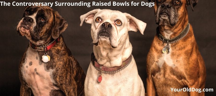 are raised bowls safe for dogs