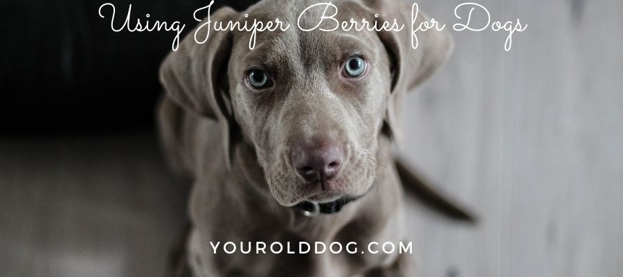 using juniper berry for dogs
