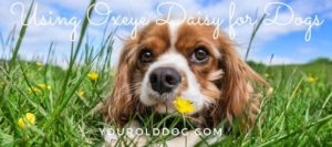 using oxeye daisy for dogs