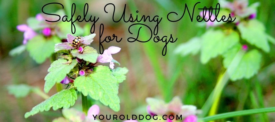 using stinging nettle for dogs