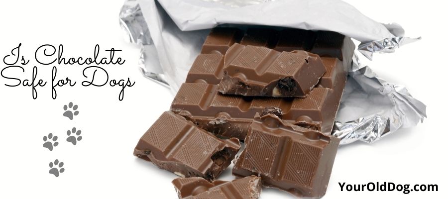 is chocolate safe for dogs