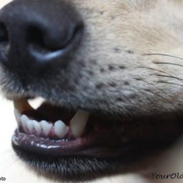 A Brushless Dog Toothpaste Delivering Superior Results
