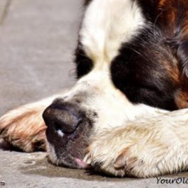 Dog Bloat Danger - Symptoms, Prevention and Treament