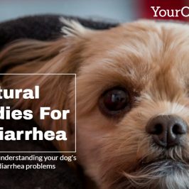 dog diarrhea natural remedies