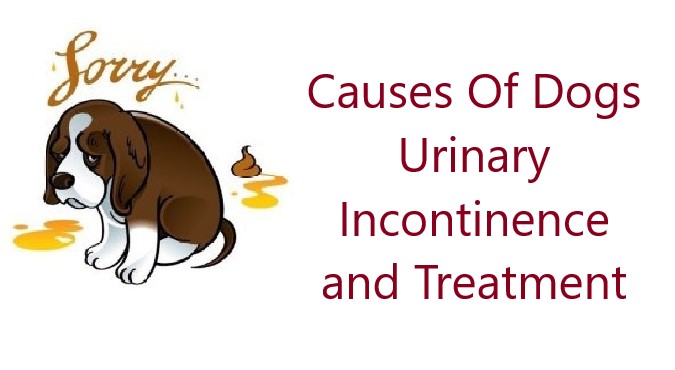 natural remedies for urinary incontinence in dogs