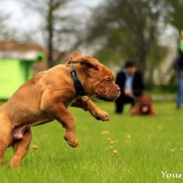Dog Parks: 10 Reasons Not To Take Your Older Dog