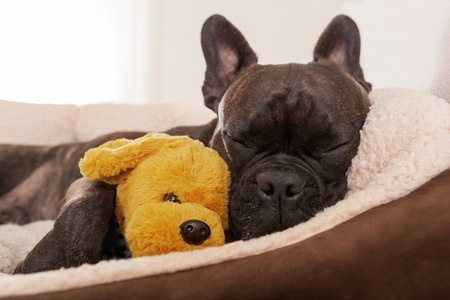 image of dog with teddy bear for article on inflammation in dogs