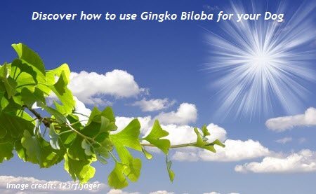 Learn how to use ginkgo biloba for your dog