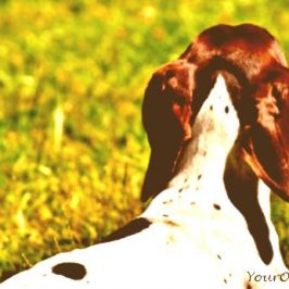 hearing-loss-in-older-dogs-early-signs-and-symptoms-antique