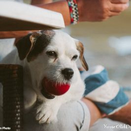 Helpful Tips For Dog Sitting Someone Else's Pet
