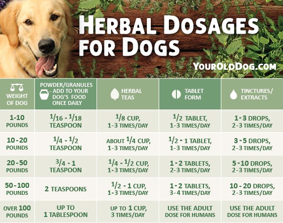 Herbs for Dogs