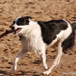 How Much Exercise Is Good For Older Dogs