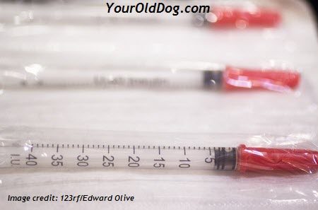 image of insulin syringe for dogs for article on dogs and sugar