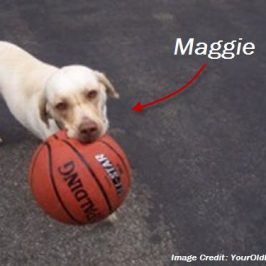 Our dog Maggie with her basketball