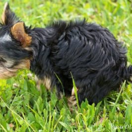 Natural Treatment for Irritable Bowel Syndrome in Dogs