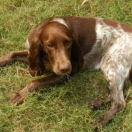 Using Comfrey for Dogs Safely