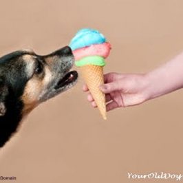 People Food for Dogs 15 Foods You Can Share with Your Dog